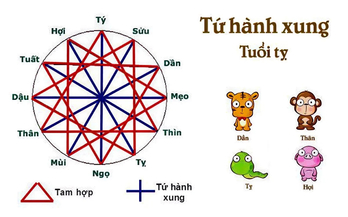 Tam hợp và tứ hành xung của tuổi Tỵ