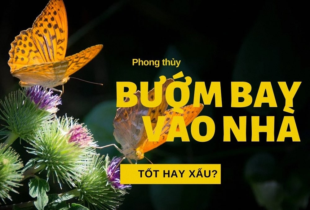 bướm trắng bay vào nhà là điềm gì