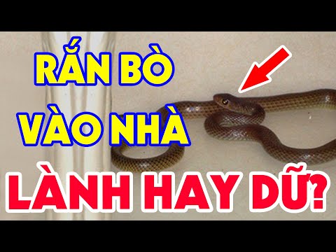 rắn bò vào nhà là điềm lành hay dữ